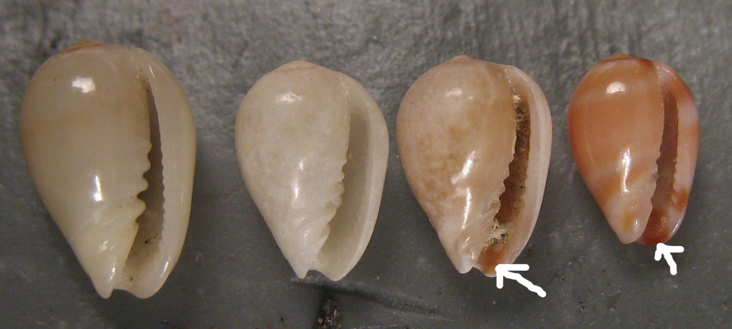 Riflessioni su Gibberula caelata e reconcdita